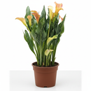 4 inch purple flowering houseplants, 4 inch purple calla lily, decorative live plants, plants for weđing decoration