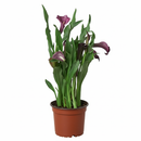 4 inch purple flowering houseplants, 4 inch purple calla lily, decorative live plants, plants for weđing decoration