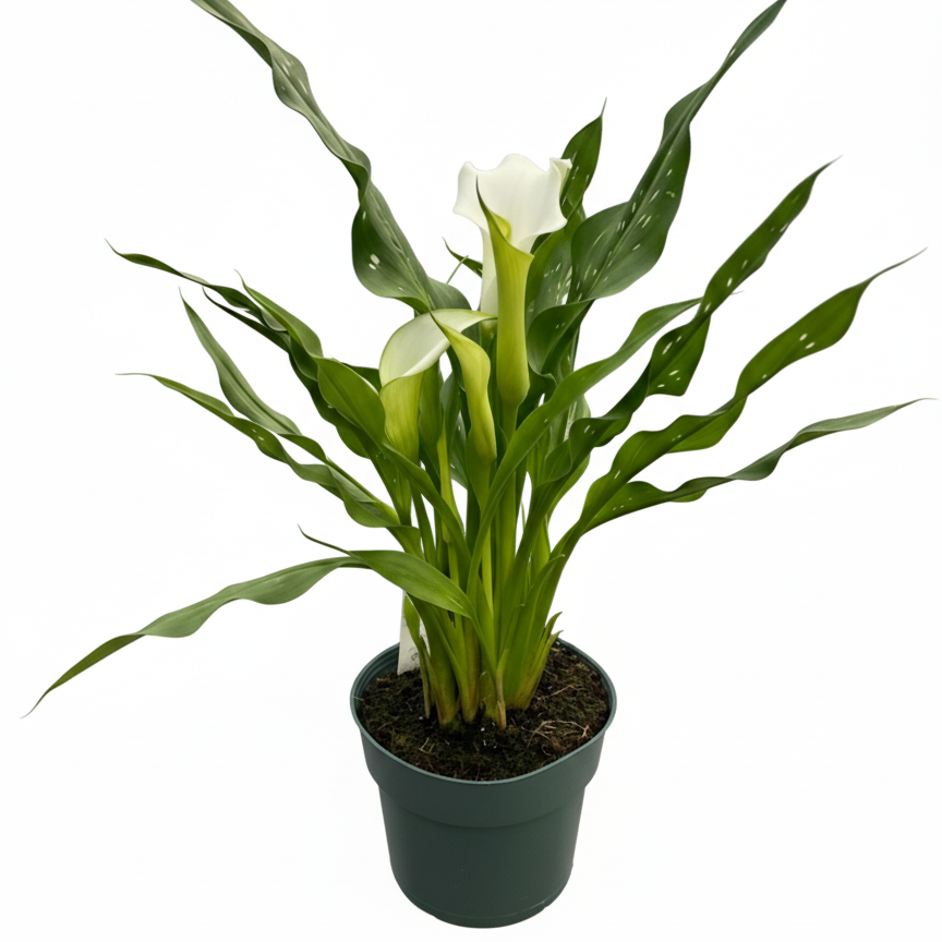 6 inch white calla lily plants, white flowering houseplants, live indoor plants for sale, plant shops near me