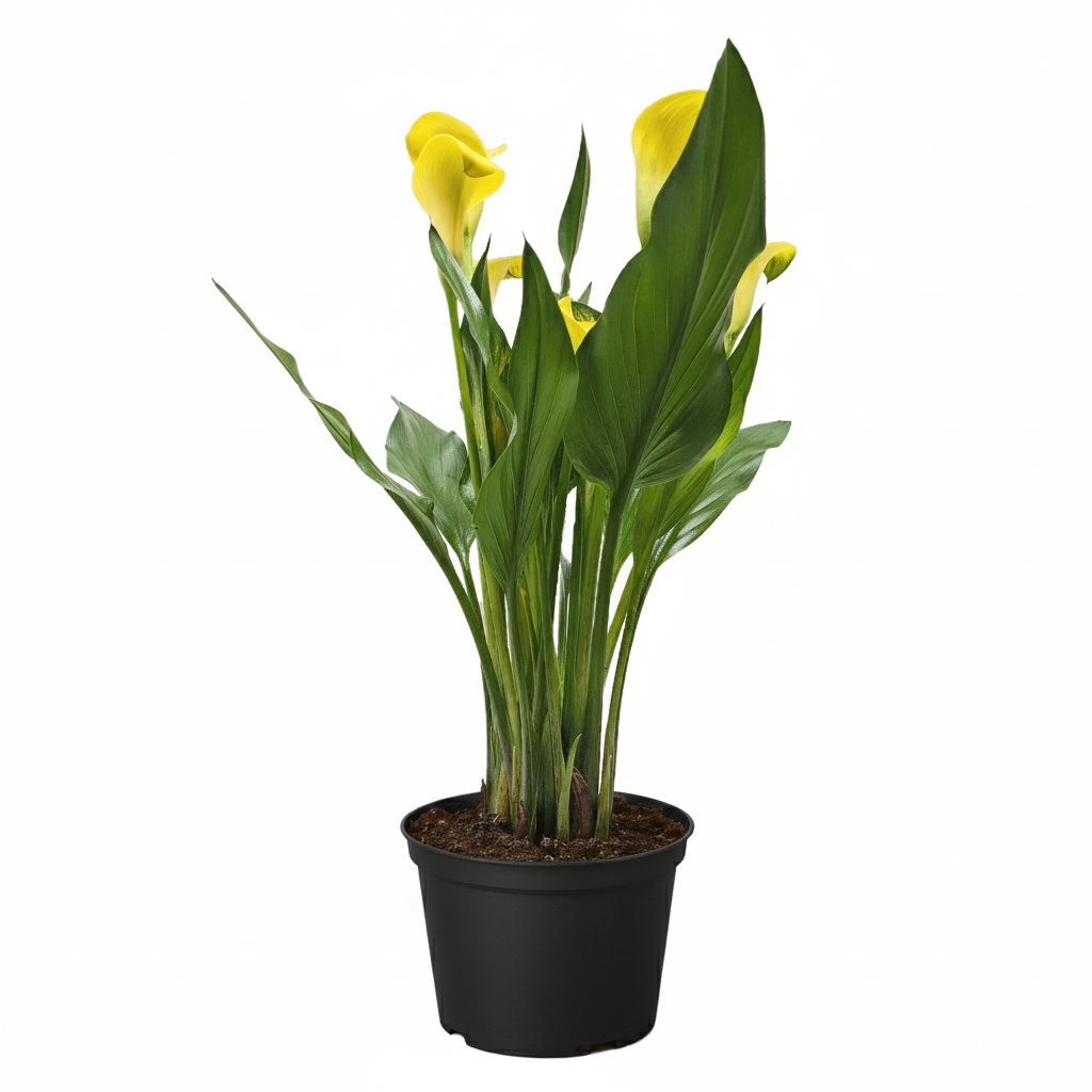 6 inch yellow calla lily for sale, buy calla lily online, shop live plants online, calla lily in ca