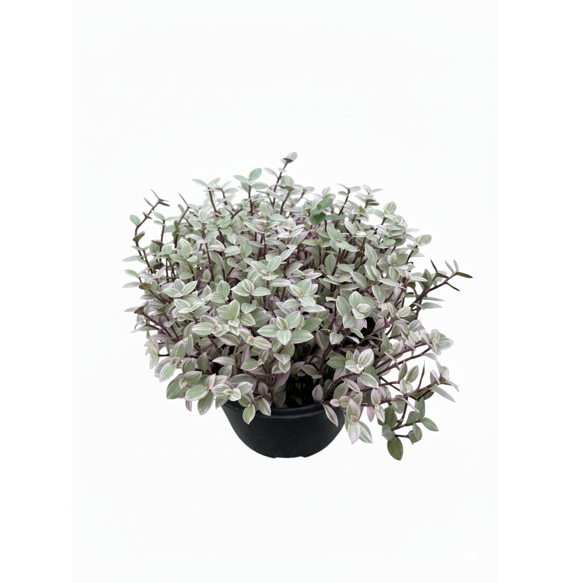 pink panther plant indoor Callisia Repens Pink Lady (Turtle Vine), Buy Pink Panther Plant Online 4" Pot by Succulents Box