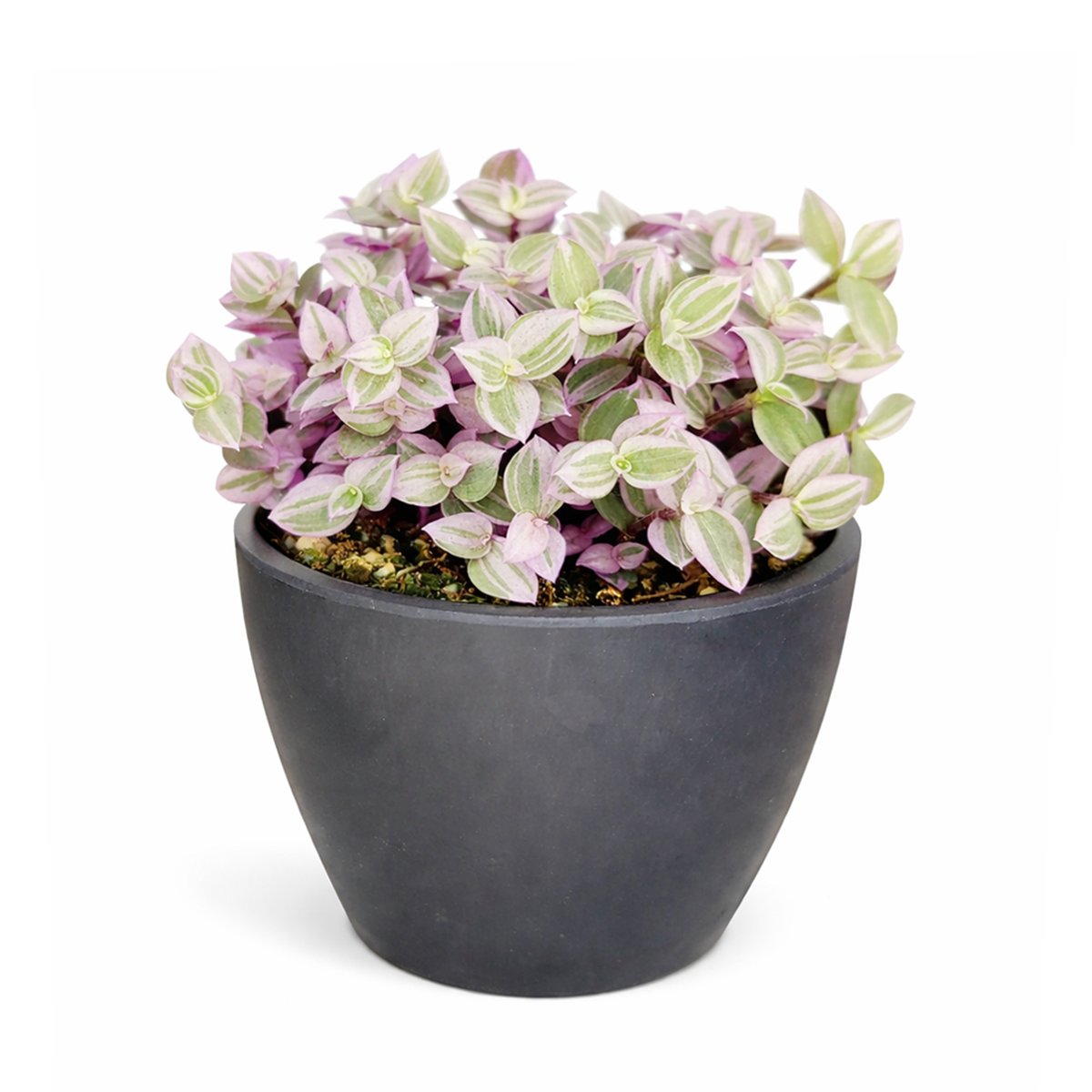 Pink Panther Plant for sale, buy Pink Panther Plant online, Callisia Repens Pink Lady (Turtle Vine), succulents for sale, succulents near me, colorful succulents for sale