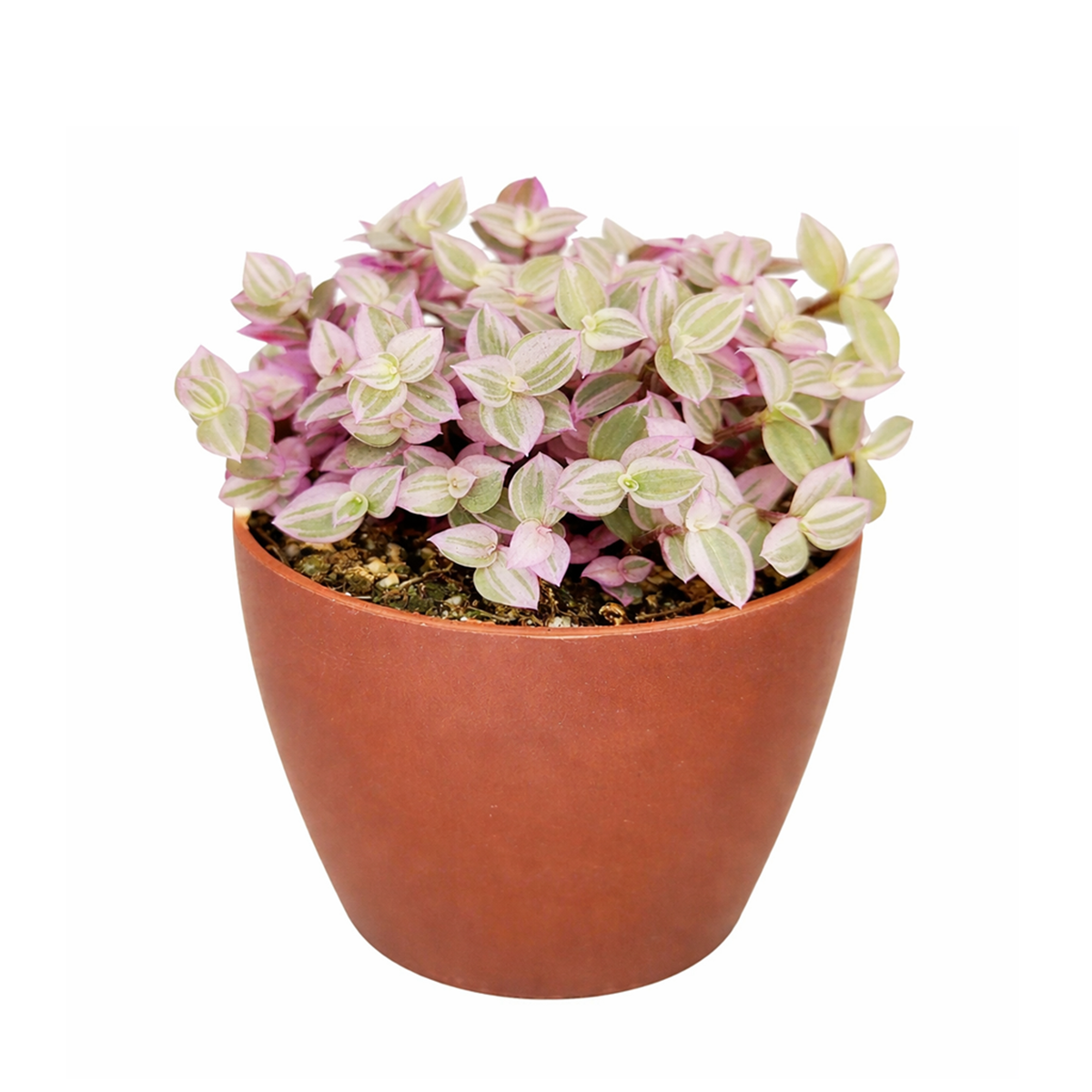 Pink Panther Plant for sale, buy Pink Panther Plant online, Callisia Repens Pink Lady (Turtle Vine), succulents for sale, succulents near me, colorful succulents for sale