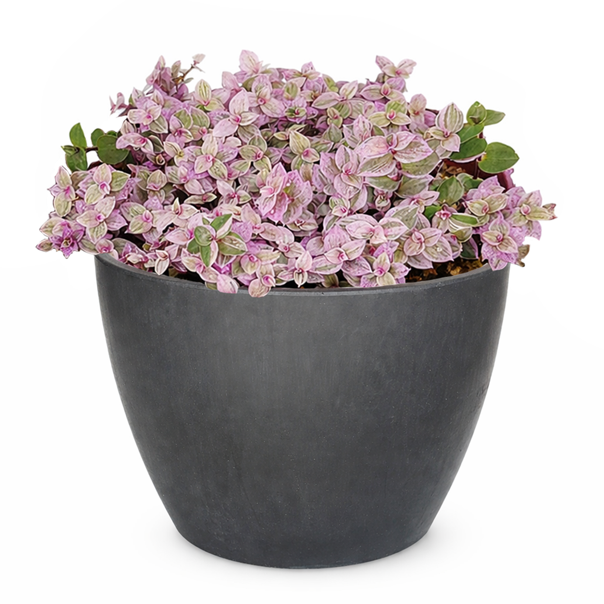 Pink Panther Plant for sale, buy Pink Panther Plant online, Callisia Repens Pink Lady (Turtle Vine), succulents for sale, succulents near me, colorful succulents for sale