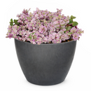 Pink Panther Plant for sale, buy Pink Panther Plant online, Callisia Repens Pink Lady (Turtle Vine), succulents for sale, succulents near me, colorful succulents for sale