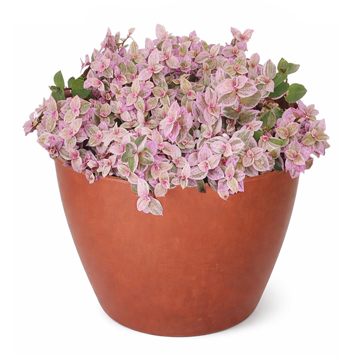 Pink Panther Plant for sale, buy Pink Panther Plant online, Callisia Repens Pink Lady (Turtle Vine), succulents for sale, succulents near me, colorful succulents for sale