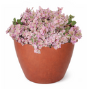 Pink Panther Plant for sale, buy Pink Panther Plant online, Callisia Repens Pink Lady (Turtle Vine), succulents for sale, succulents near me, colorful succulents for sale