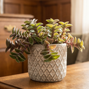 8-pack of 2" live plants for sale. Pick eight favorite plants and enjoy a variety of compact plants in 2" pots. Great for plant collections, gifting, decorating small spaces, and indoor gardening.
