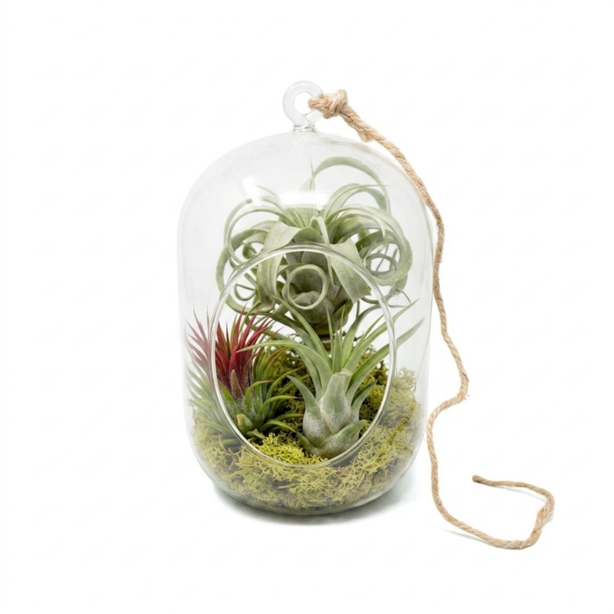 air plant terrarium, hanging glass terrarium, air plant display, minimalist indoor plants, hanging plant decor