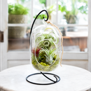 air plant terrarium, hanging glass terrarium, air plant display, minimalist indoor plants, hanging plant decor