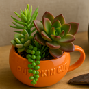 Mini pumpkin ceramic pot for cactus, Pumpkin cup pot for indoor succulents, Small pumpkin-shaped ceramic planter, Buy ceramic pumpkin planter