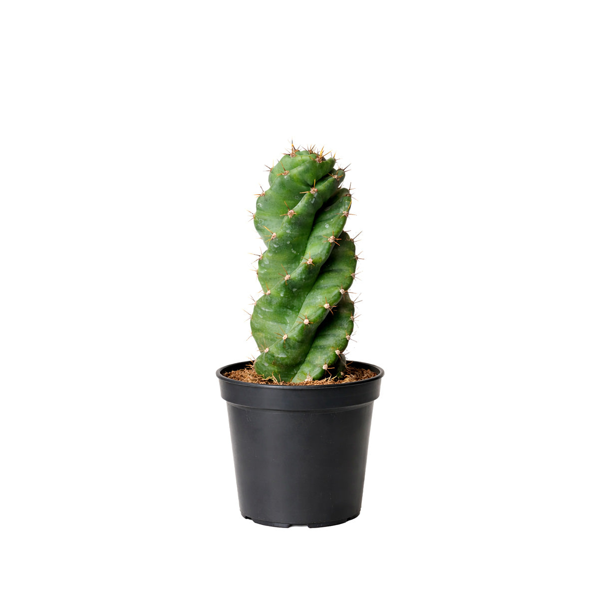 Cereus forbesii 'Spiralis' Cactus