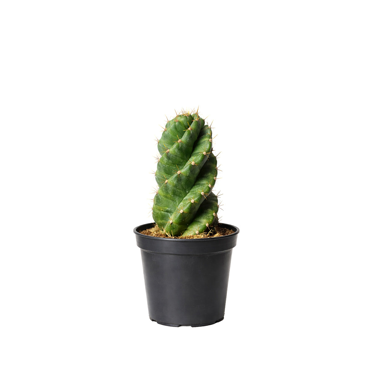 Cereus forbesii 'Spiralis', rare cactus for sale, weirdo cactus for sale, cactus for sale, plant shop in ca, buy cactus online