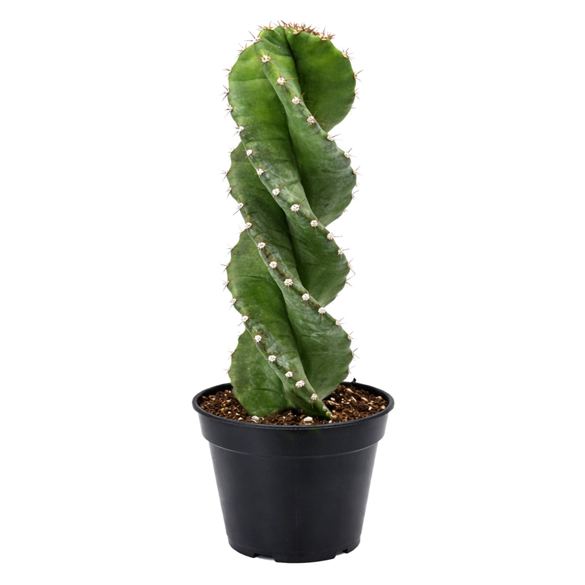 Cereus forbesii 'Spiralis', rare cactus for sale, weirdo cactus for sale, cactus for sale, plant shop in ca, buy cactus online