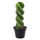 Cereus forbesii 'Spiralis', rare cactus for sale, weirdo cactus for sale, cactus for sale, plant shop in ca, buy cactus online