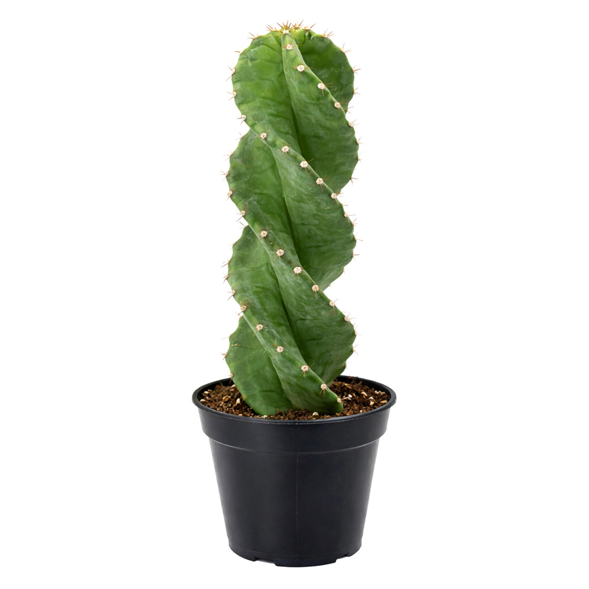 Cereus forbesii 'Spiralis', rare cactus for sale, weirdo cactus for sale, cactus for sale, plant shop in ca, buy cactus online