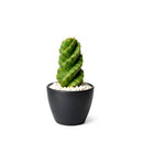 Cereus forbesii 'Spiralis', rare cactus for sale, weirdo cactus for sale, cactus for sale, plant shop in ca, buy cactus online