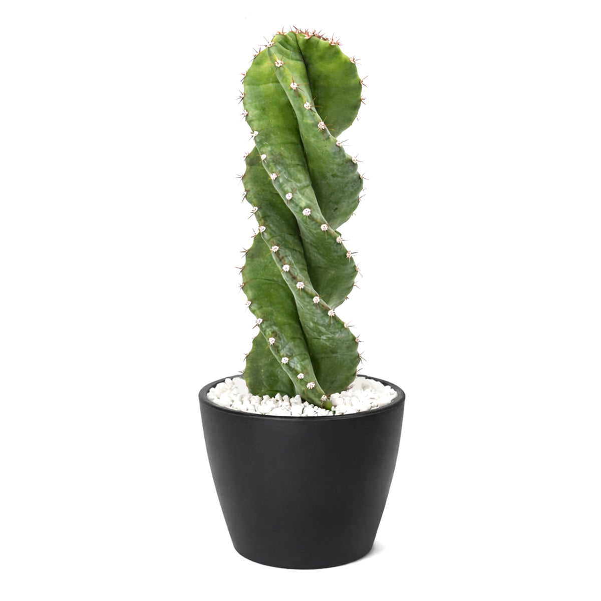 Cereus forbesii 'Spiralis', rare cactus for sale, weirdo cactus for sale, cactus for sale, plant shop in ca, buy cactus online