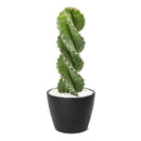 Cereus forbesii 'Spiralis', rare cactus for sale, weirdo cactus for sale, cactus for sale, plant shop in ca, buy cactus online