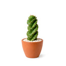 Cereus forbesii 'Spiralis', rare cactus for sale, weirdo cactus for sale, cactus for sale, plant shop in ca, buy cactus online