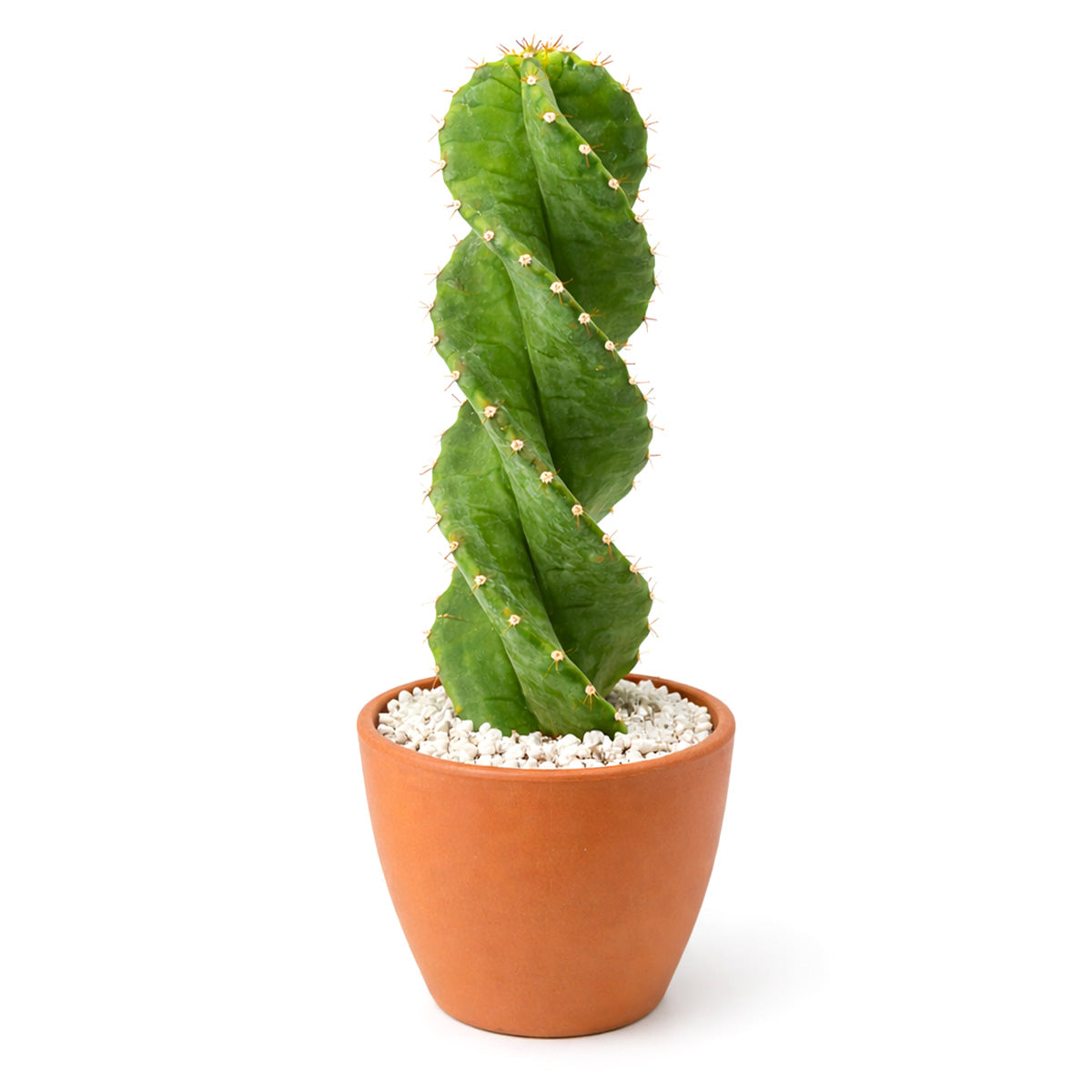 Cereus forbesii 'Spiralis', rare cactus for sale, weirdo cactus for sale, cactus for sale, plant shop in ca, buy cactus online