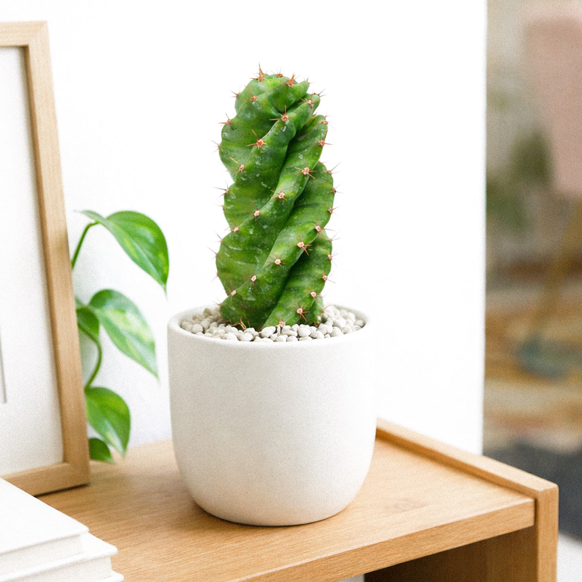 4 inch Cereus forbesii Spiralis Cactus, 4 inch cereus cactus for sale, 4 inch indoor succulents, buy live plants online, rare cactus