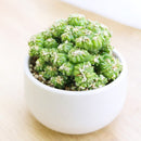 2 inch Cereus repandus f. monstrosus 'Petra', green succulents, indoor succulents, succulent care guide, buy succulents online