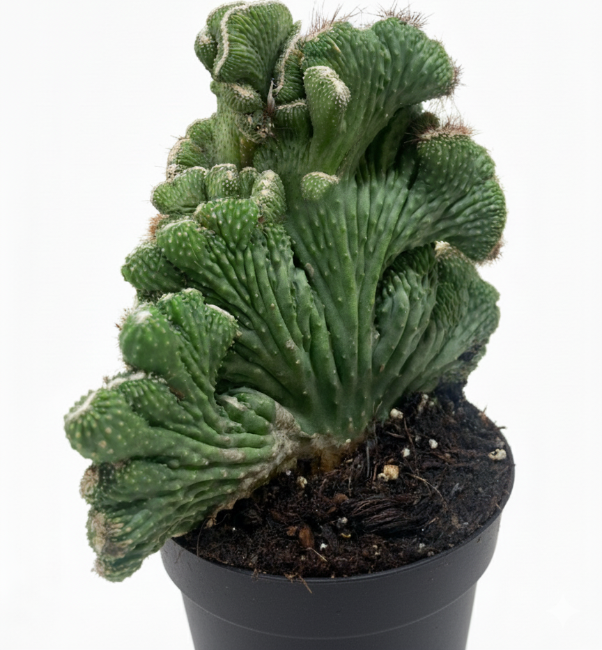 4 inch Cereus Coral Green Cactus, live cactus for sale, shop cactus online, Cereus Coral Green Cactus for sale near me