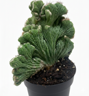 4 inch Cereus Coral Green Cactus, live cactus for sale, shop cactus online, Cereus Coral Green Cactus for sale near me