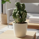 4 inch Cereus Coral Green Cactus, live cactus for sale, shop cactus online, Cereus Coral Green Cactus for sale near me