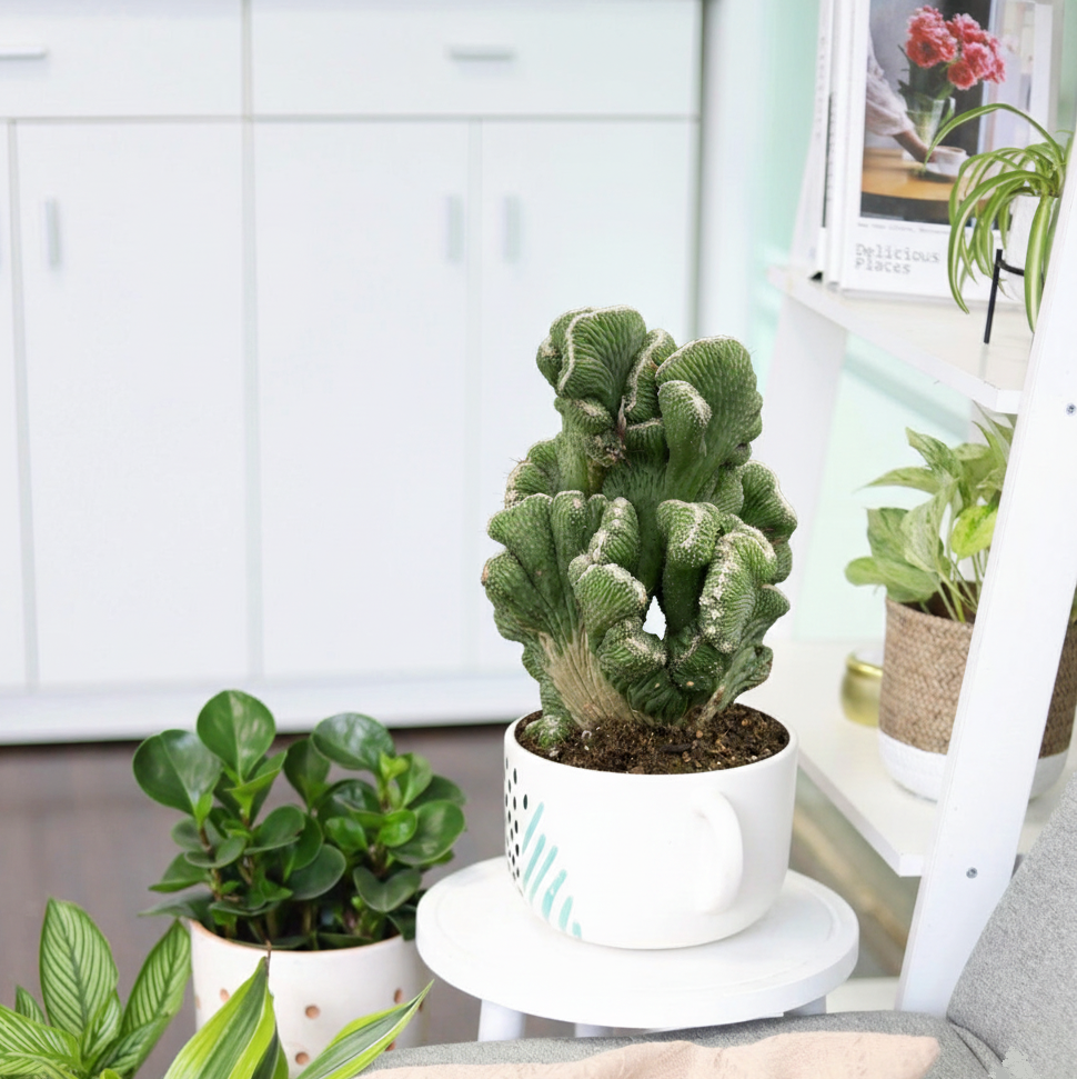 6 inch Cereus Coral Green Cactus in white decorative pot, rare catus for sale, buy Cereus Coral Green Cactus online