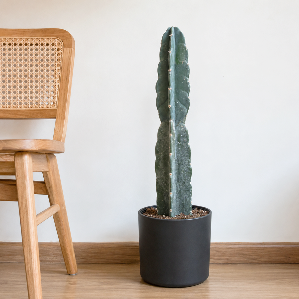 buy cereus cuddly cactus live cactus 6" pot online, chunky blue-green ribbed columnar stems, nearly spineless smooth texture, upright architectural growth form, low-maintenance drought-tolerant cactus, bold statement plant for sunny living room shelves, thoughtful modern home gift for plant lovers