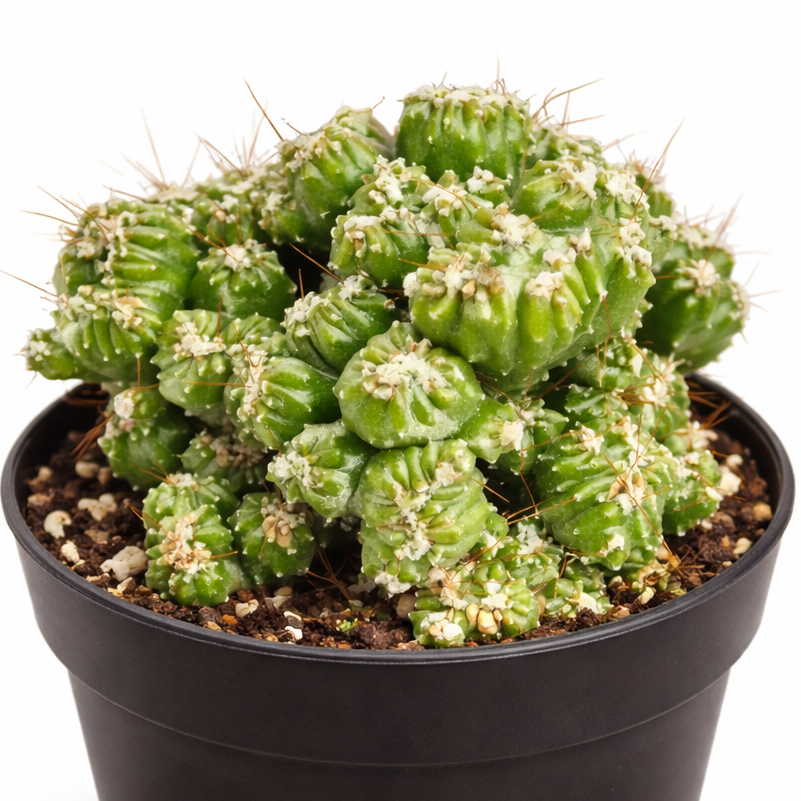 2 inch Cereus repandus f. monstrosus 'Petra', green succulents, indoor succulents, succulent care guide, buy succulents online
