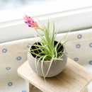 Tillandsia Ionantha Fuego Air Plant Decor Ideas, Unique Air Plant as Gift