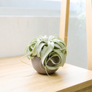 Premium Tillandsia Air Plant with Charcoal Clay Pot