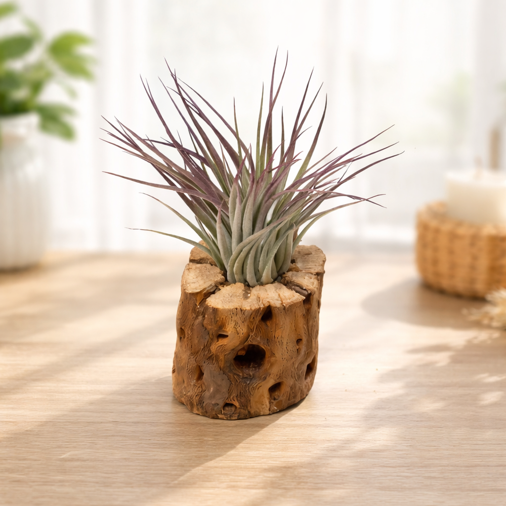 Cholla Wood