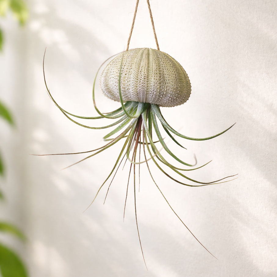 hanging sea urchin air plant Hanging Urchin with Air Plant by Succulents Box