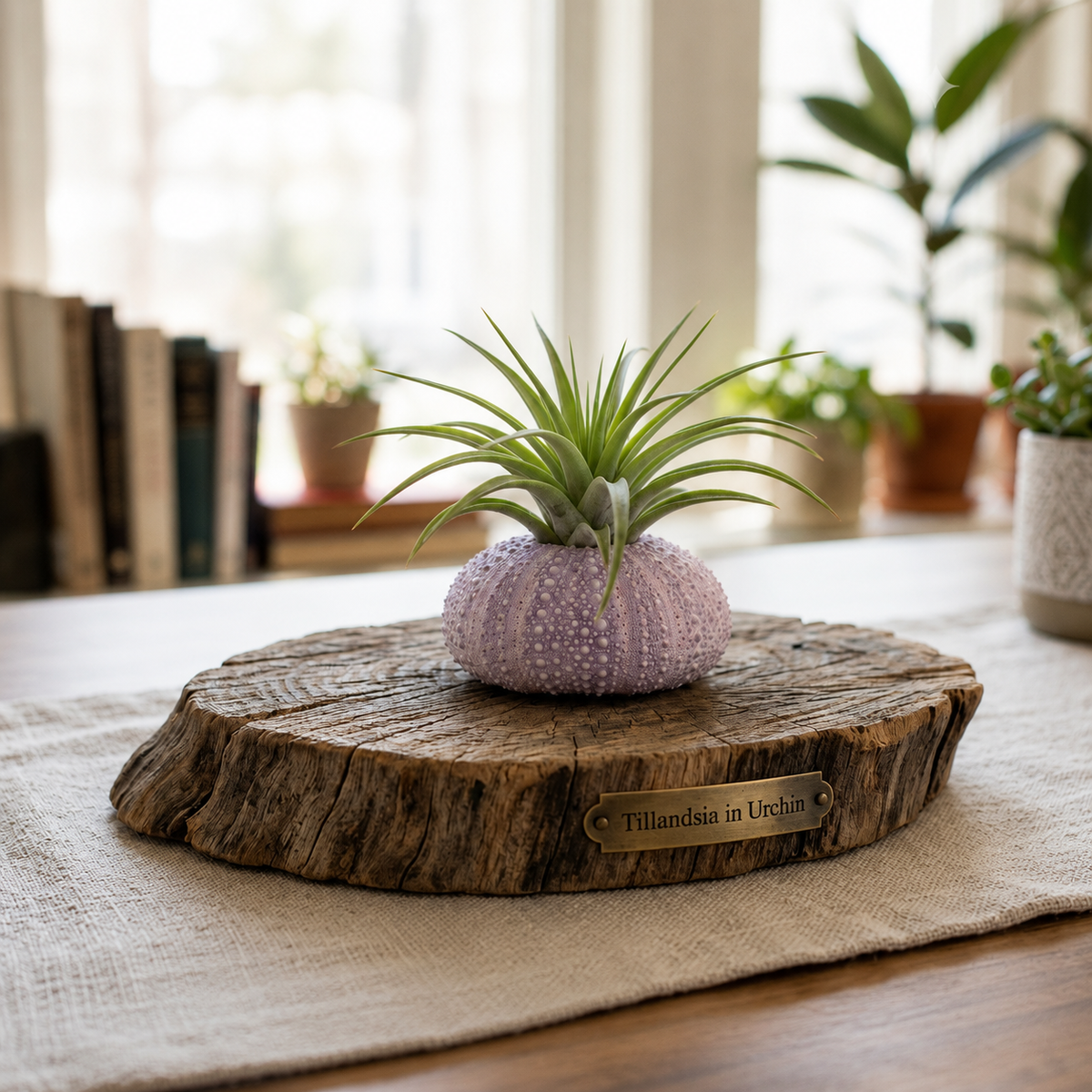 Purple Urchin with Assorted Tillandsia Air Plant