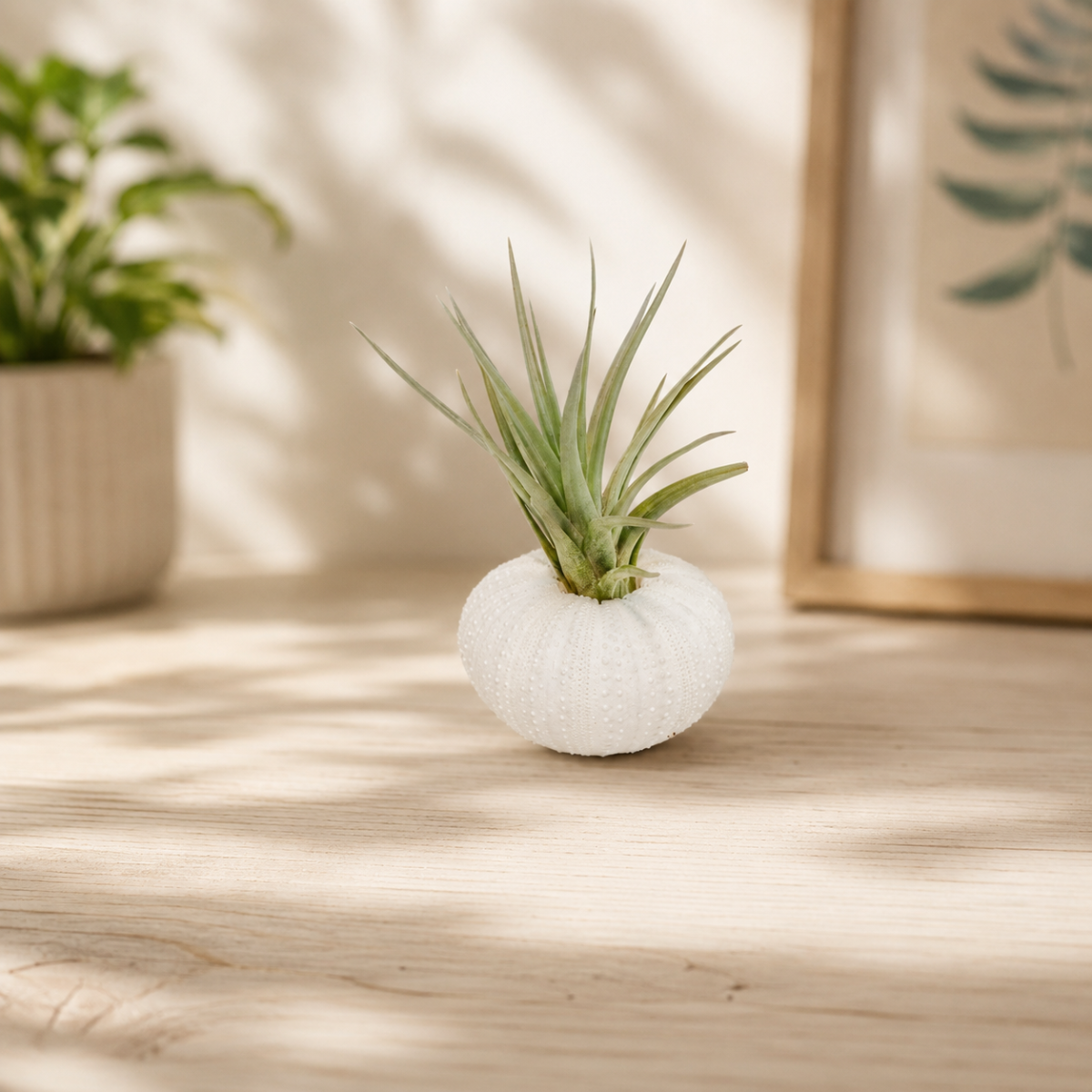 air plant white powder White Urchin with Tillandsia Air Plant, No Soil Needed, Easy Care
