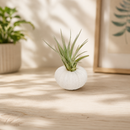 White Urchin with Tillandsia Air Plant for sale, unique air plant gift idea, stylish indoor botanical arrangement, minimalist coastal home decor, nursery grown tillandsia air plant, artistic natural shell planter decor, decorative office desk air plant, trendy boho beach decor