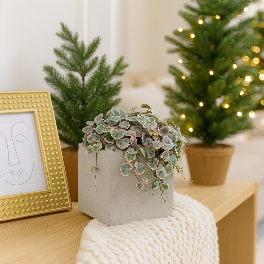 Variegated String of Hearts, rare succulents for sale, holiday decorative live plants, xmas gifts for plant lovers 2025