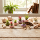 Purple Urchin with Assorted Tillandsia Air Plant