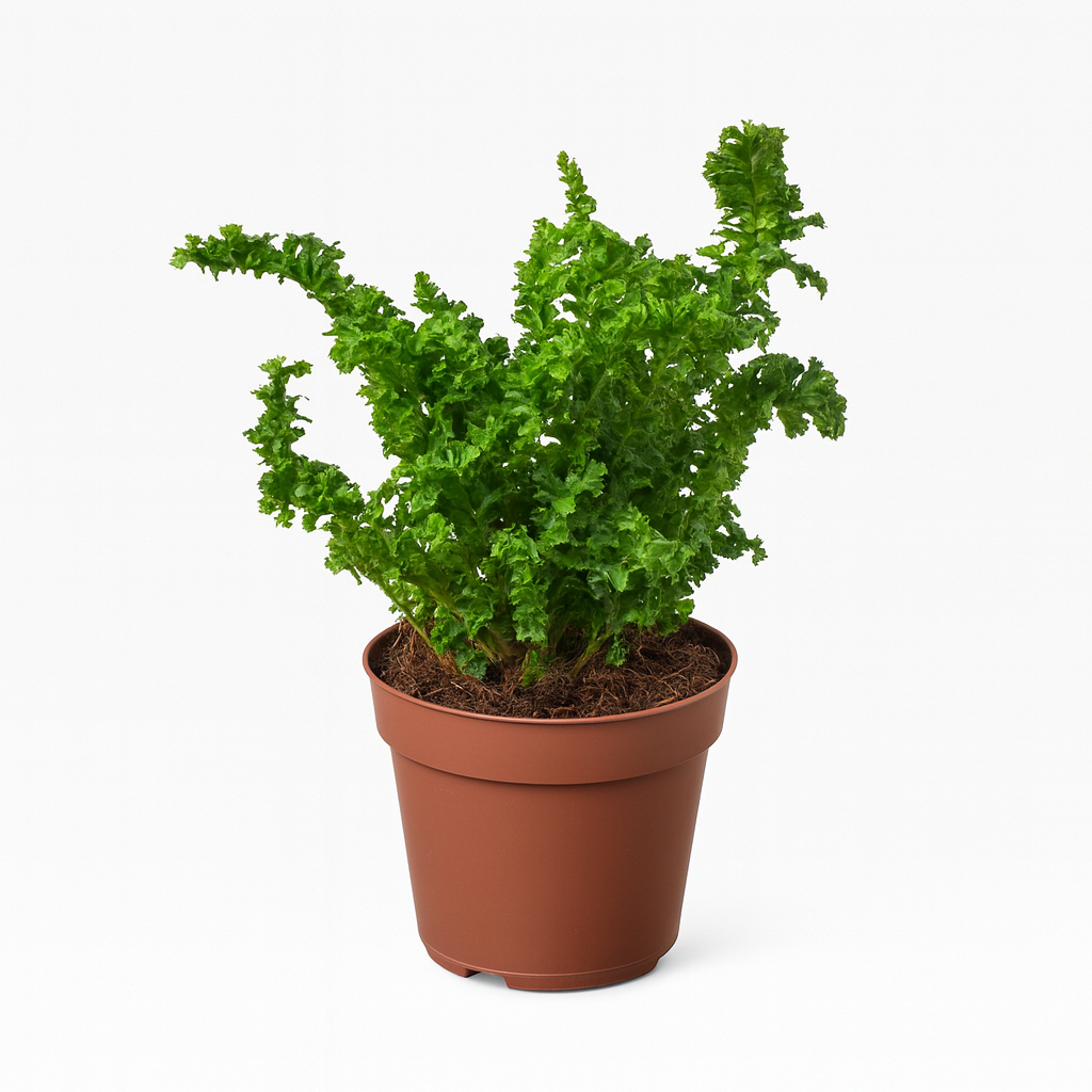 Air purifying houseplant, Non-toxic pet safe plant, High humidity plant, Easy care fern
