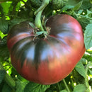 Best Tomato Varieties to Grow in Your Garden, Buy Cherokee Purple (Heirloom) 1 Gallon, popular heirloom variety