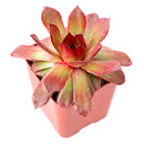 Chick Charms Giant Copper Canyon in California, How to grow Chick Charms Giant Copper Canyon, rare succulents, rare succulents for sale, unique succulents