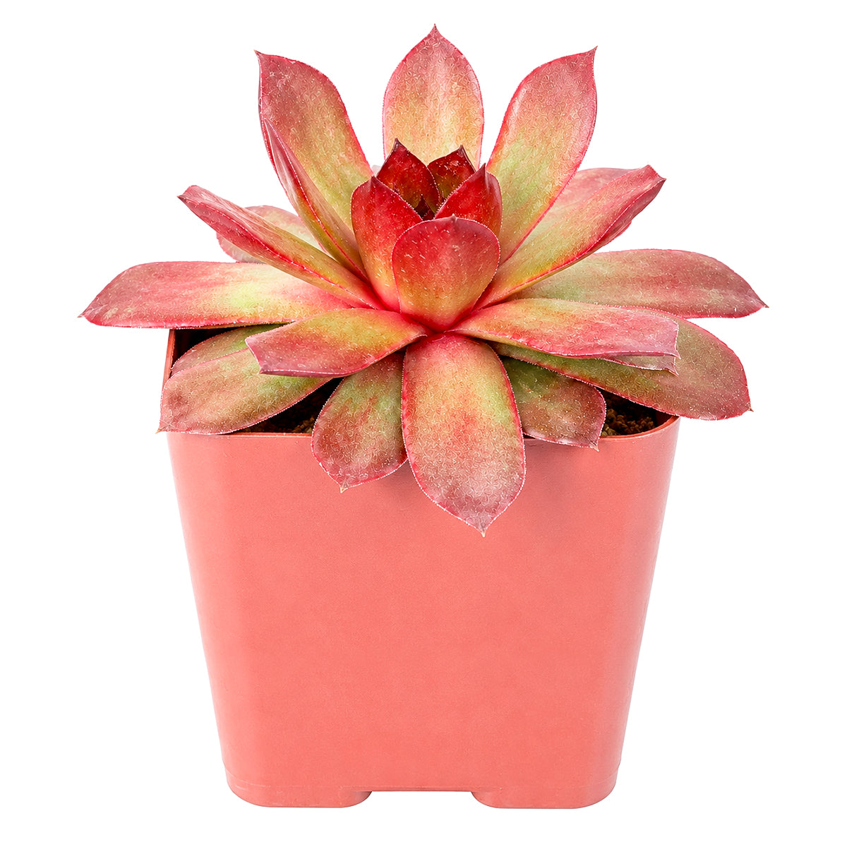 Chick Charms Giant Copper Canyon in California, How to grow Chick Charms Giant Copper Canyon, rare succulents, rare succulents for sale, unique succulents