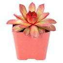 Chick Charms Giant Copper Canyon in California, How to grow Chick Charms Giant Copper Canyon, rare succulents, rare succulents for sale, unique succulents