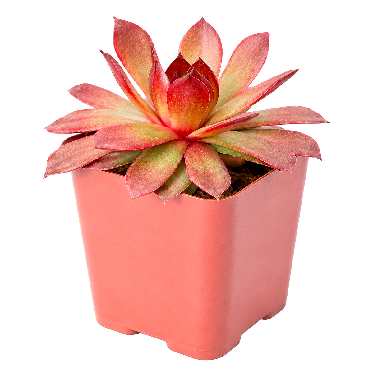 Chick Charms Giant Copper Canyon in California, How to grow Chick Charms Giant Copper Canyon, rare succulents, rare succulents for sale, unique succulents