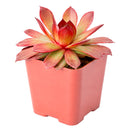 Chick Charms Giant Copper Canyon in California, How to grow Chick Charms Giant Copper Canyon, rare succulents, rare succulents for sale, unique succulents