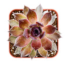 Chick Charms Giant Copper Canyon in California, How to grow Chick Charms Giant Copper Canyon, rare succulents, rare succulents for sale, unique succulents